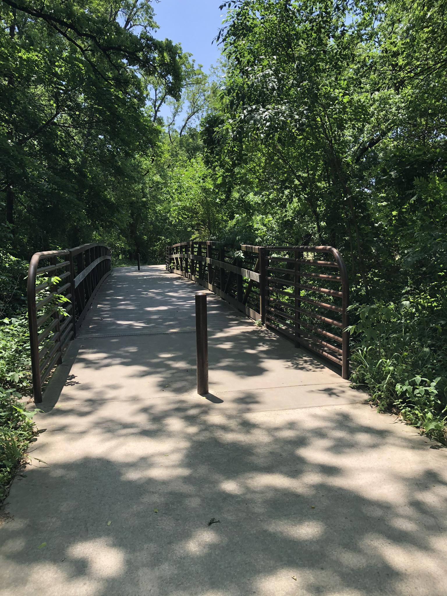 Concrete path bridge through dense green forest, dappled sunlight.