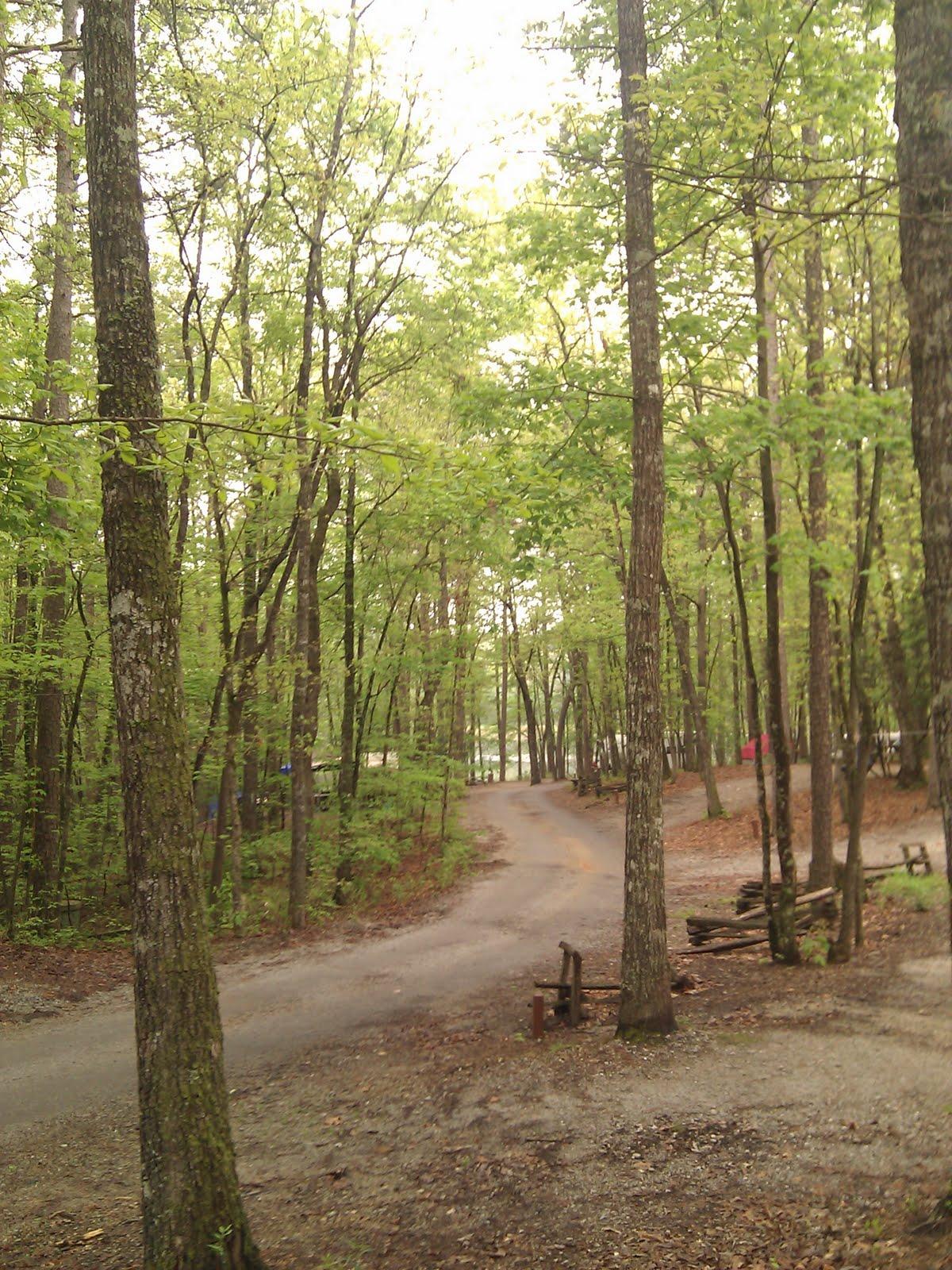 A dirt road winds through a sun-dappled forest with tall trees.