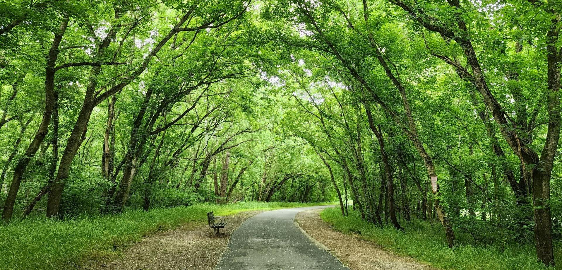 A paved path and bench under a canopy of vibrant green trees.