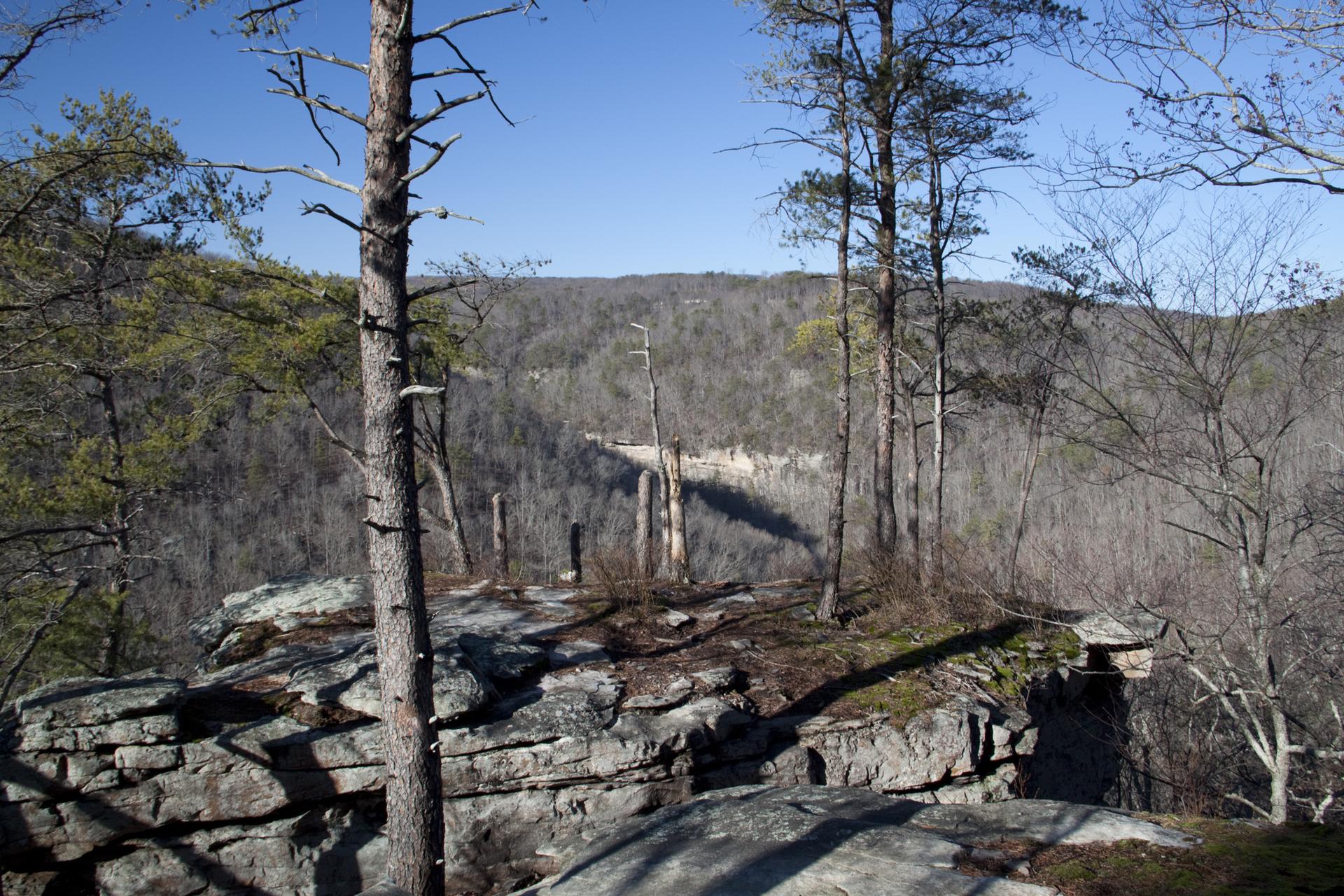Pine trees on a rocky cliff overlooking a vast, sunlit, forested valley.