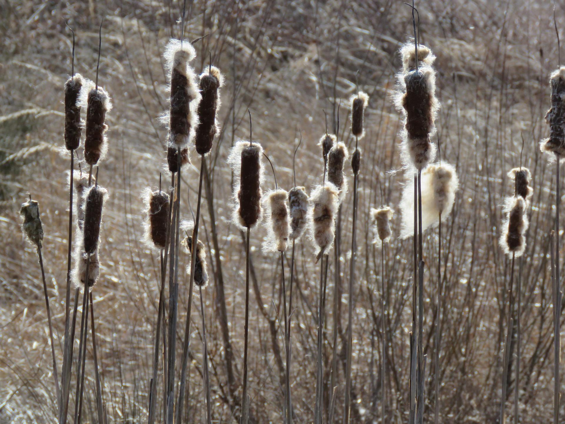 Fluffy cattails with bright backlighting stand in a natural, reedy environment.