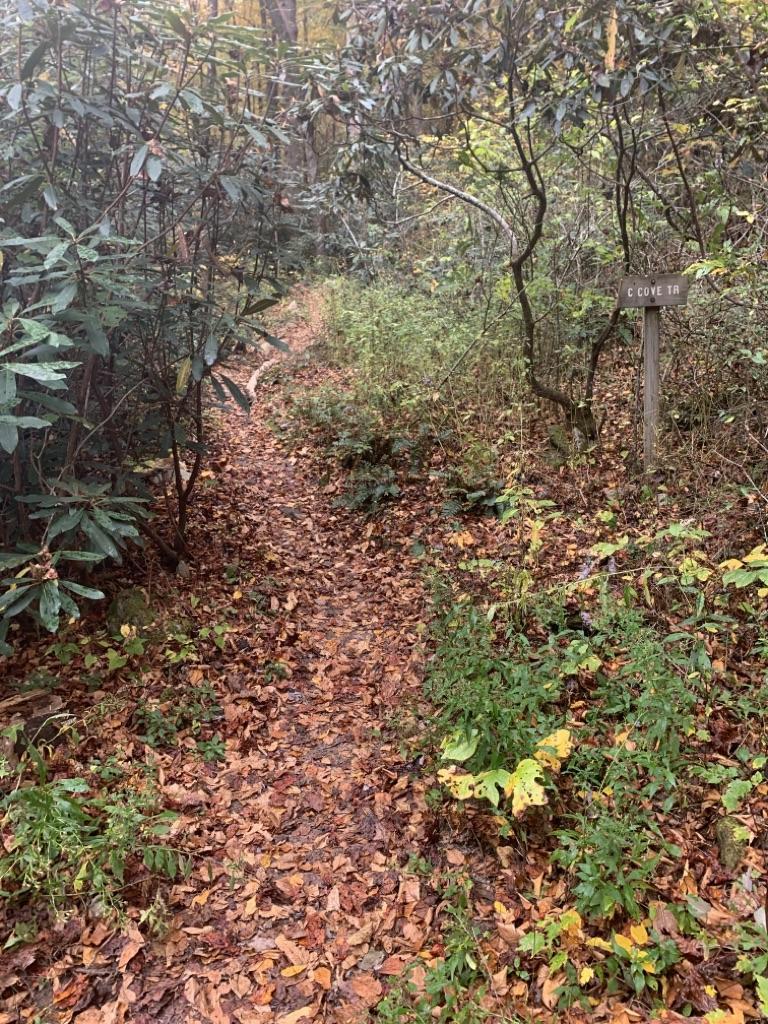 A narrow dirt path covered in fallen leaves through a dense forest.