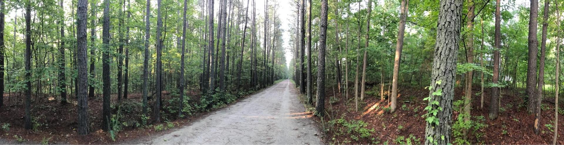Panoramic view of a straight forest path lined with tall, dense trees.