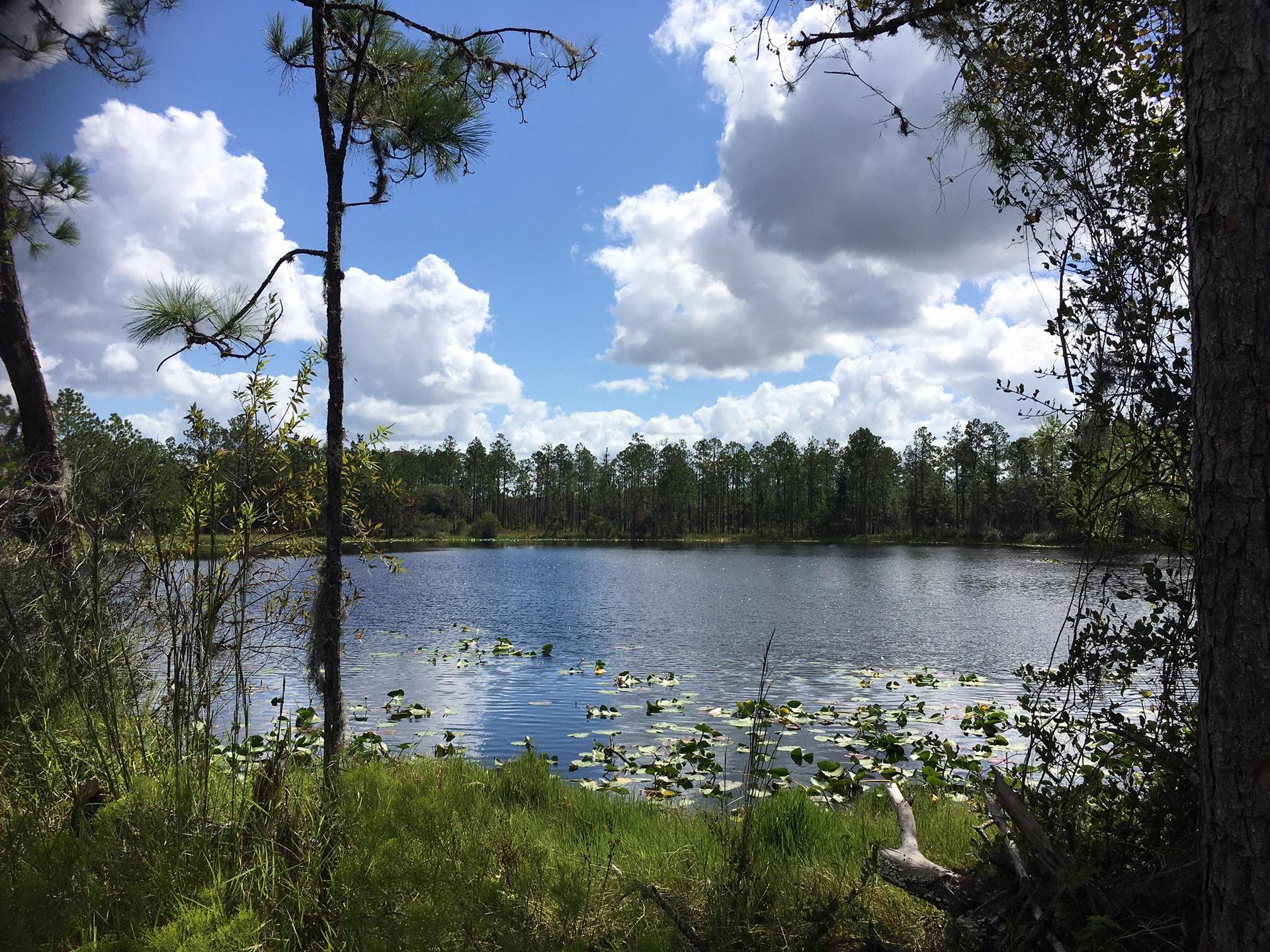 Sunny lake with lily pads, framed by trees under a cloudy sky.