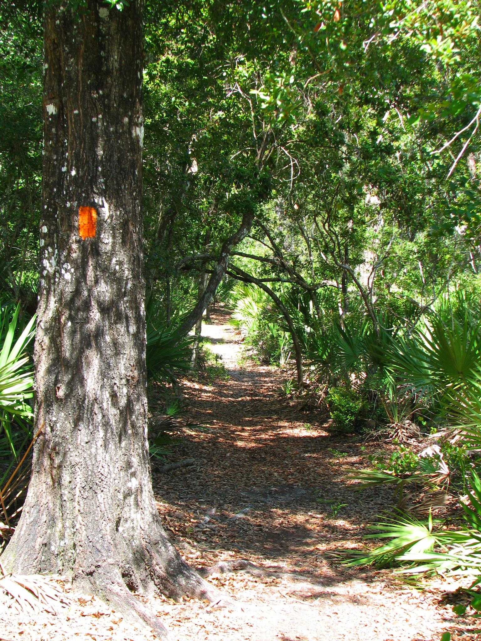 Sun-dappled forest path with a marked tree trunk on a bright day.