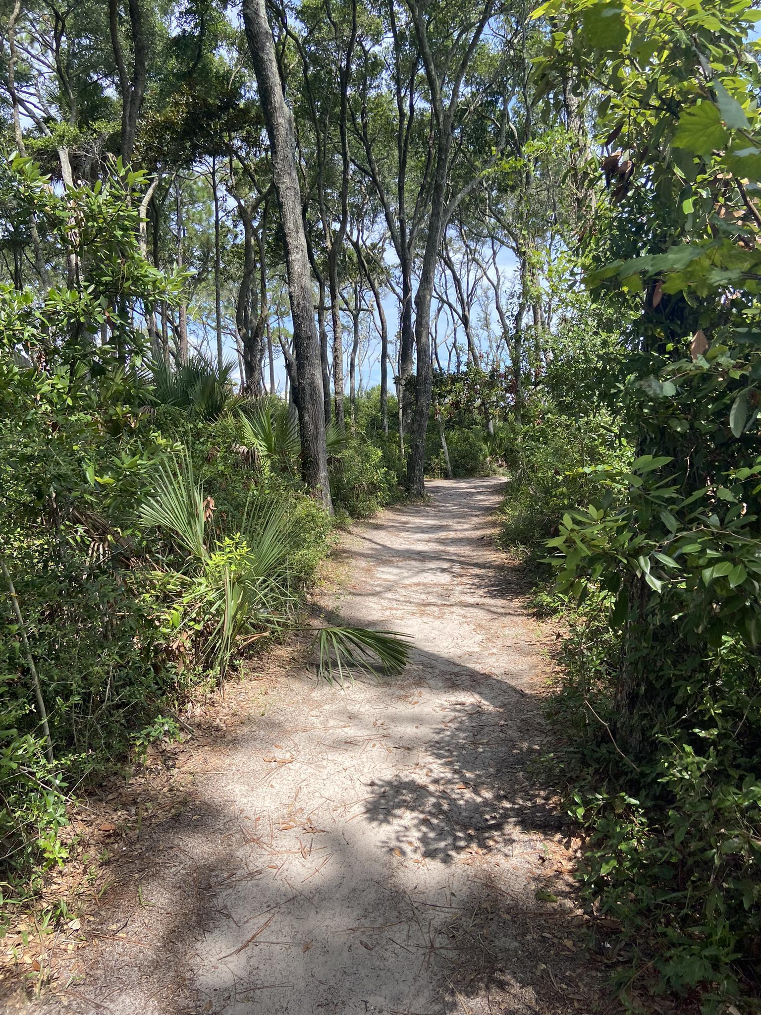 A winding dirt path through a dense, sun-dappled green forest.
