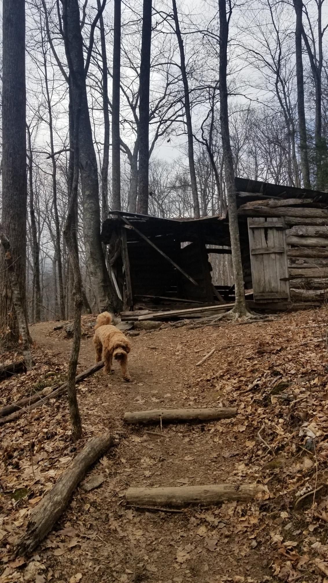 Golden dog on a leaf-covered path near an old cabin in a bare forest. - Rattlesnake Knob Observation Point loop