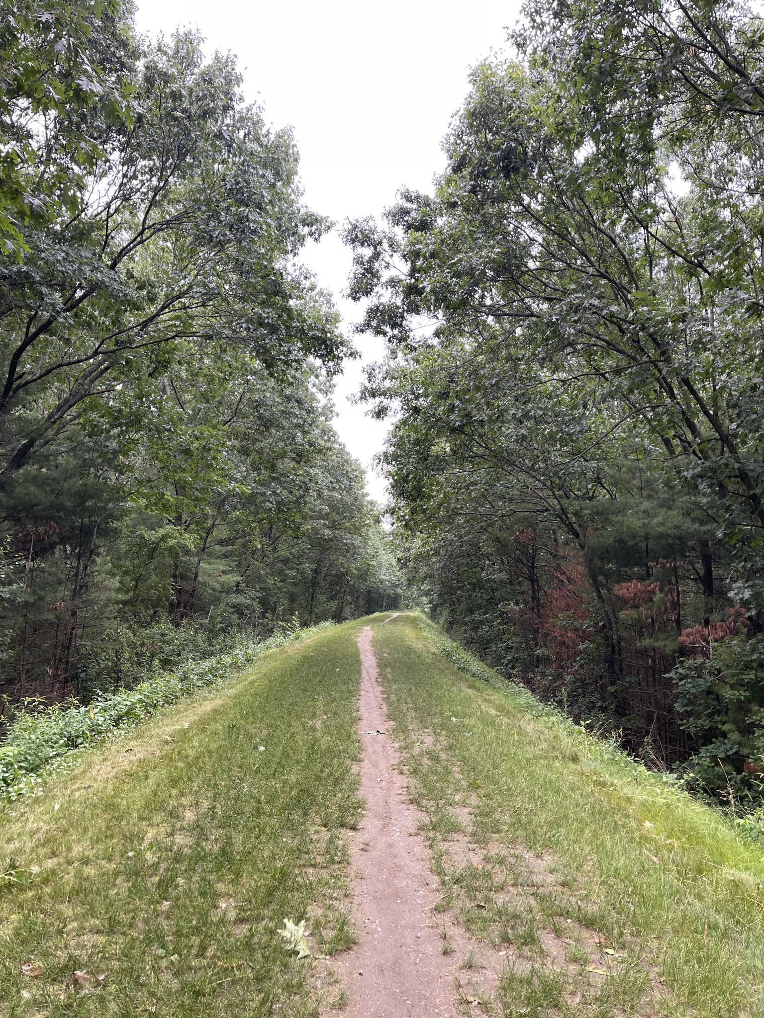 A narrow dirt path on a grassy embankment through a dense green forest.