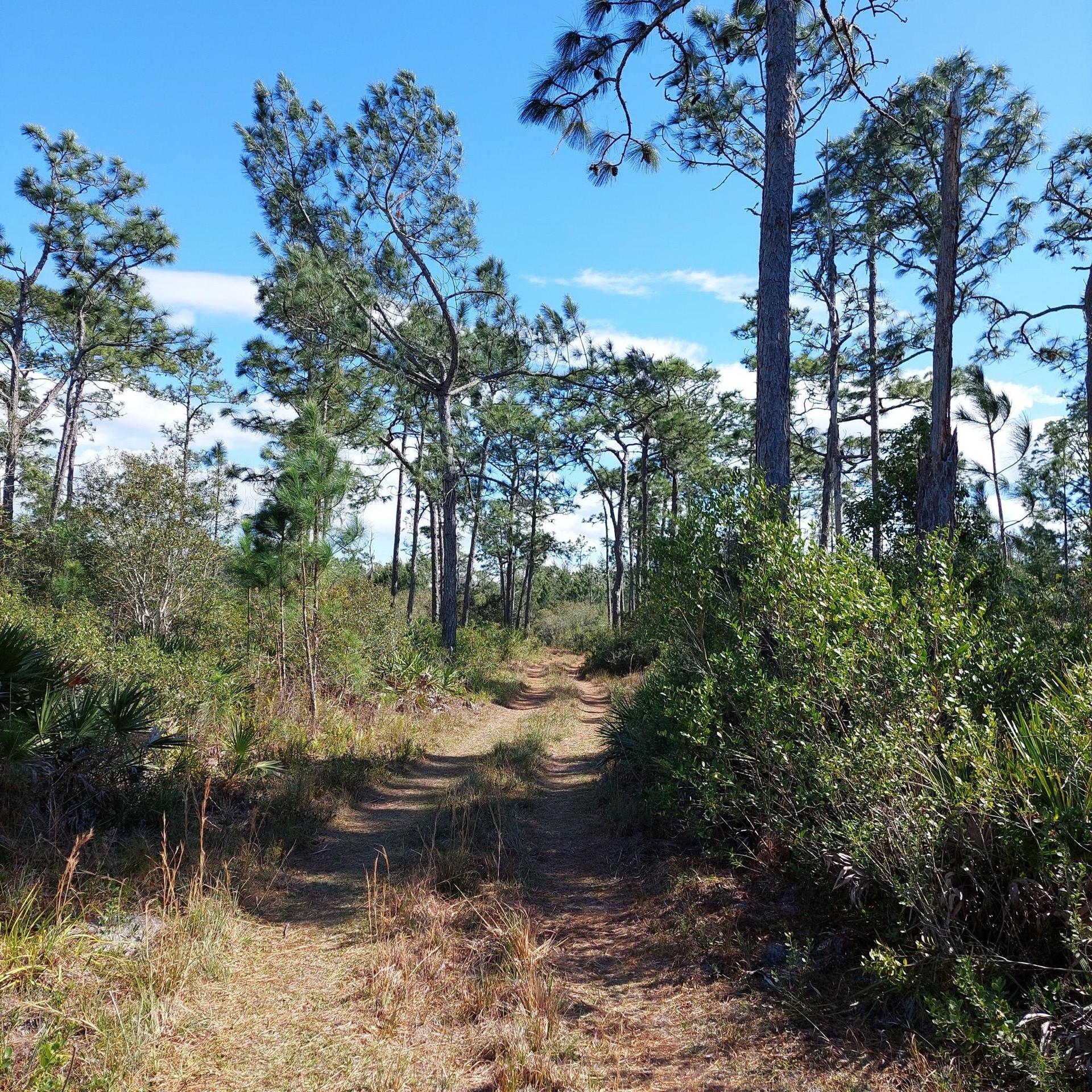 A sunny dirt path winding through a forest of tall pine trees.
