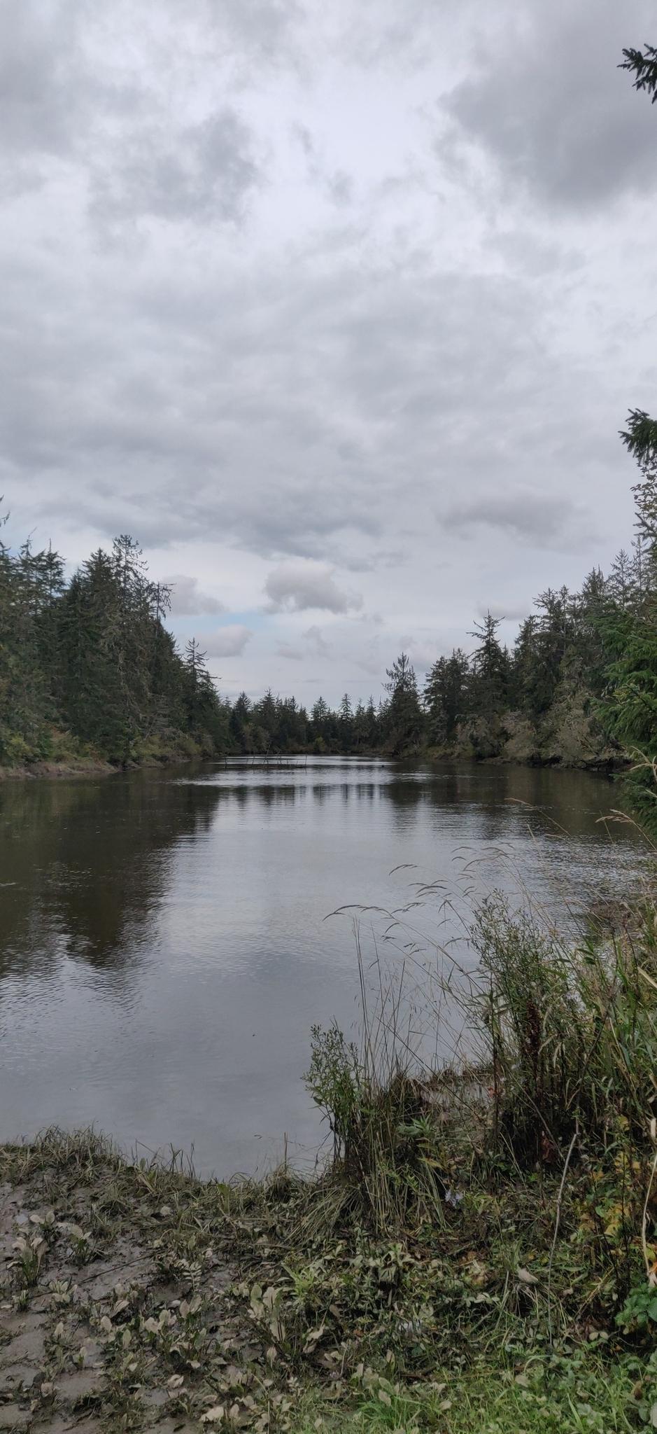 A calm river flows through a dense forest under an overcast sky.