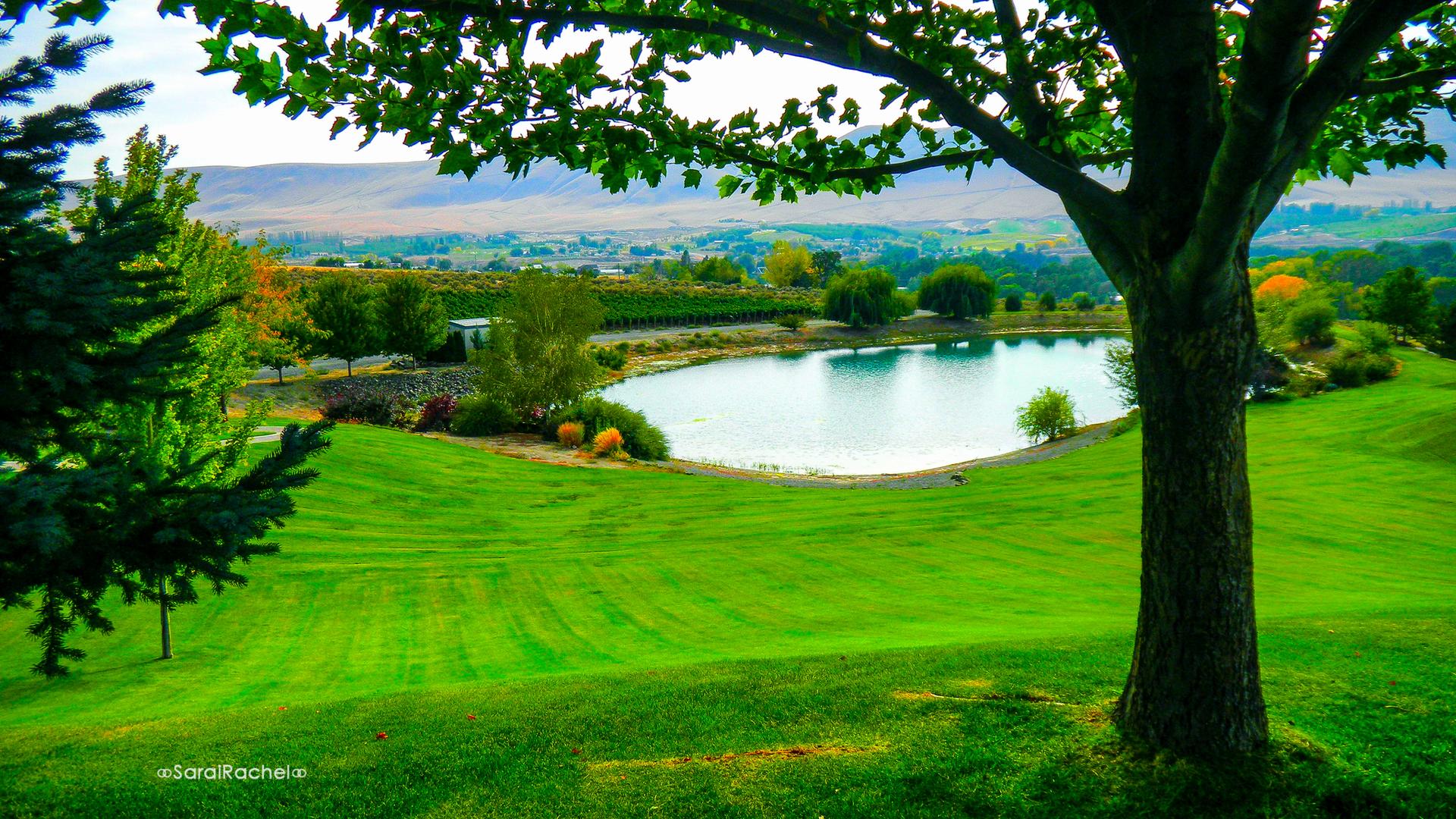 Lush green landscape with a calm pond, framed by trees under bright daylight.