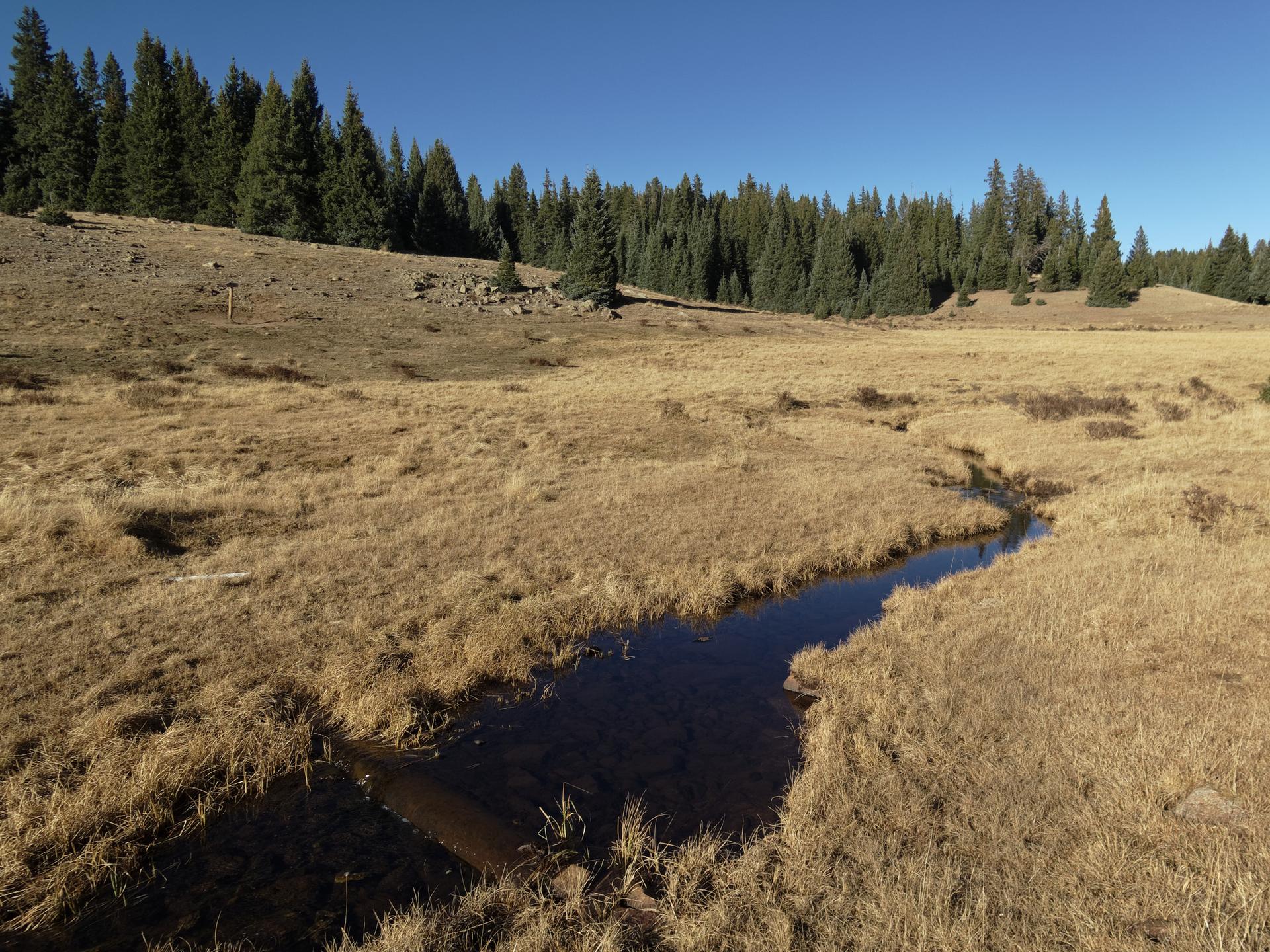 Narrow stream winding through a dry, golden grass meadow with a distant forest.