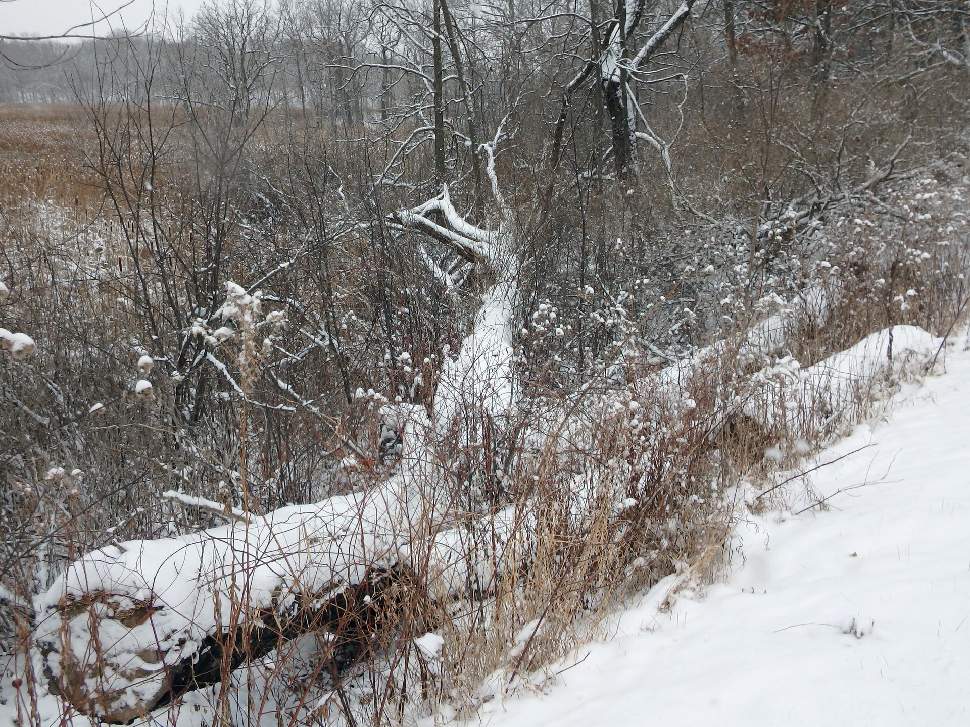 Snow-covered fallen log and bushes in a winter landscape.