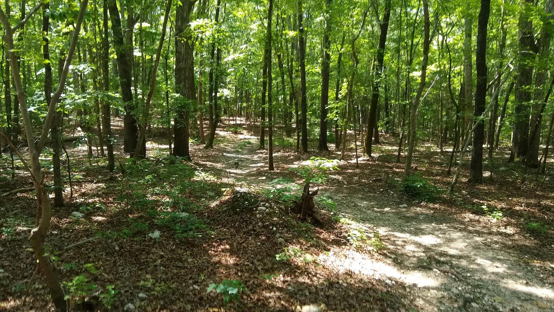 A winding dirt trail through a sun-dappled, dense green forest.