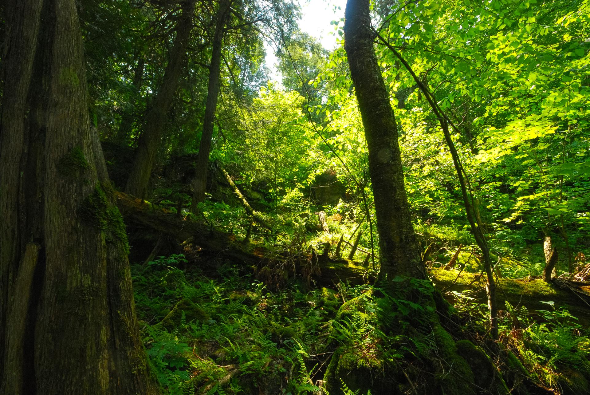 Lush green forest with sunlight filtering through tall trees and ferns.