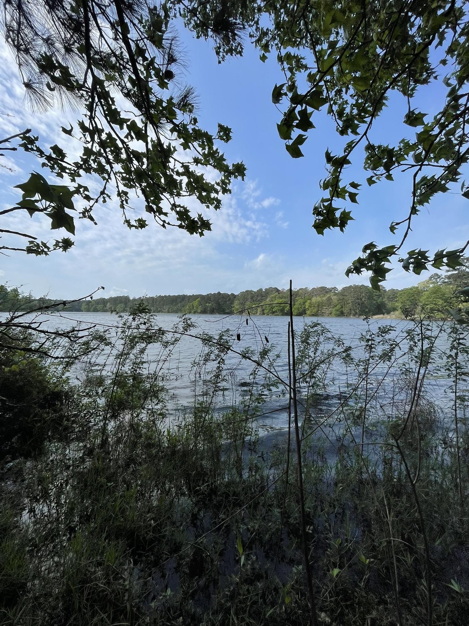 A wide lake with a forested far shore under a bright blue sky.