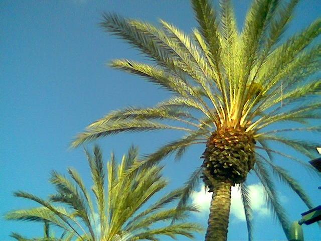 Two palm trees with bright green fronds against a clear blue sky.