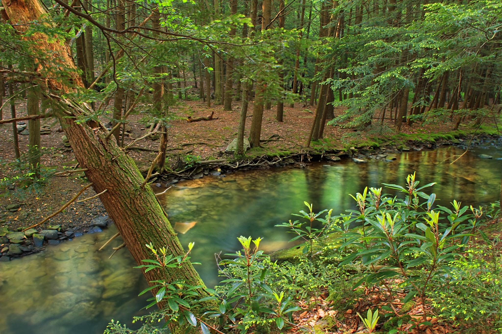 Clear stream flowing through a dense, sunlit green forest with a leaning tree.