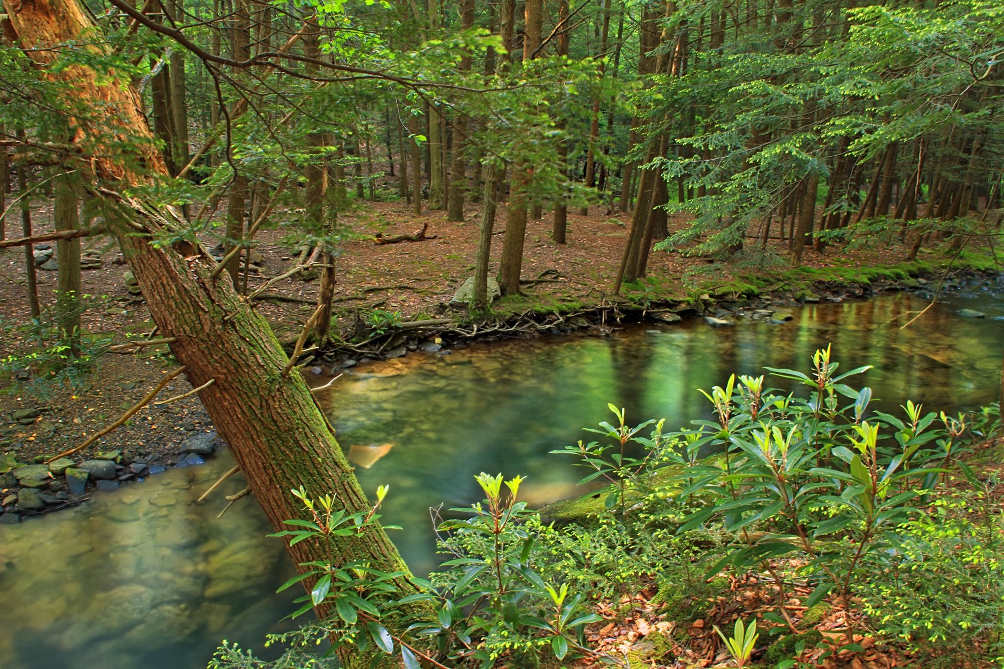 Clear stream flowing through a dense, sunlit green forest with a leaning tree. - Black Moshannon State Park – Hort Woods loop from State College