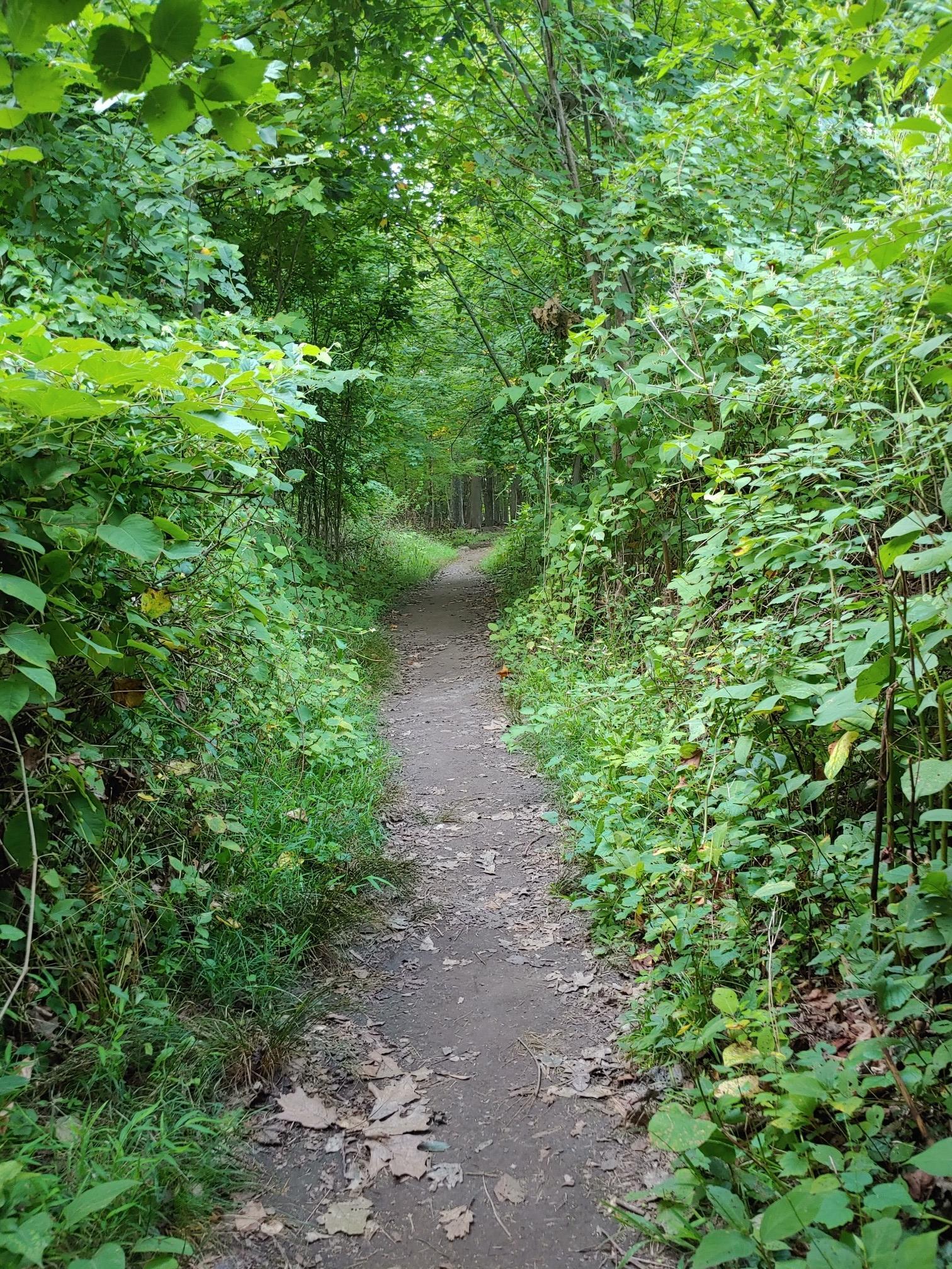 A narrow dirt path winds through a dense, lush green forest.