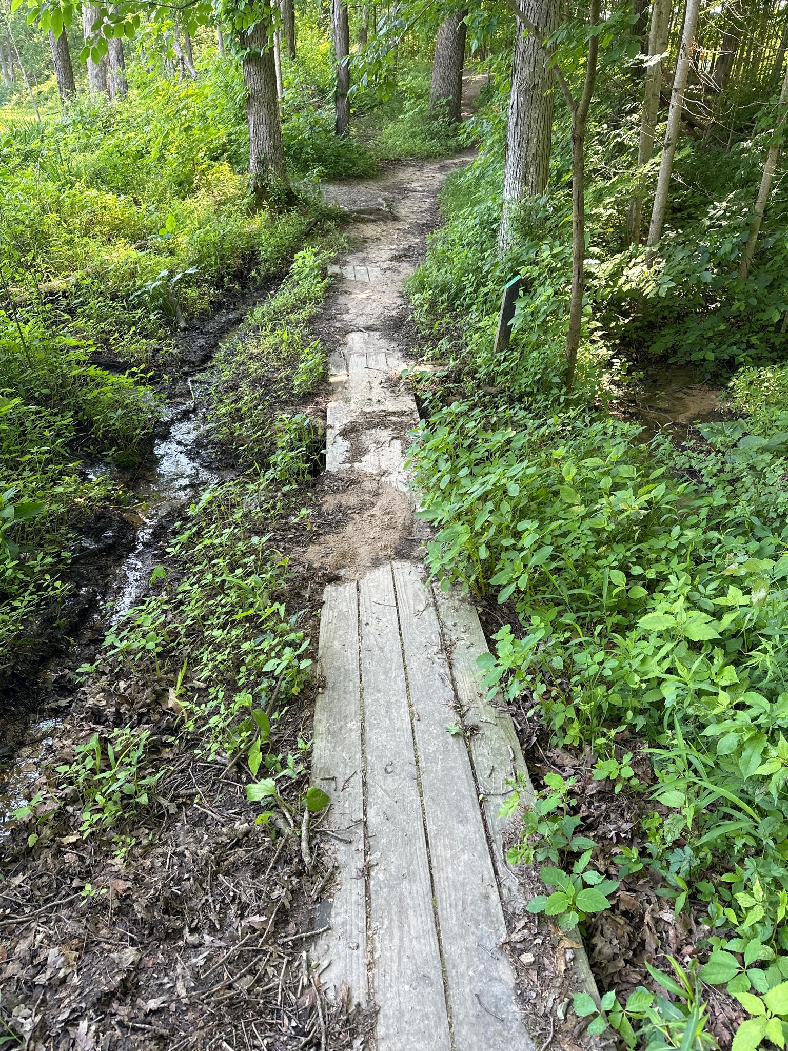 Wooden planks on a muddy forest path next to a small stream.
