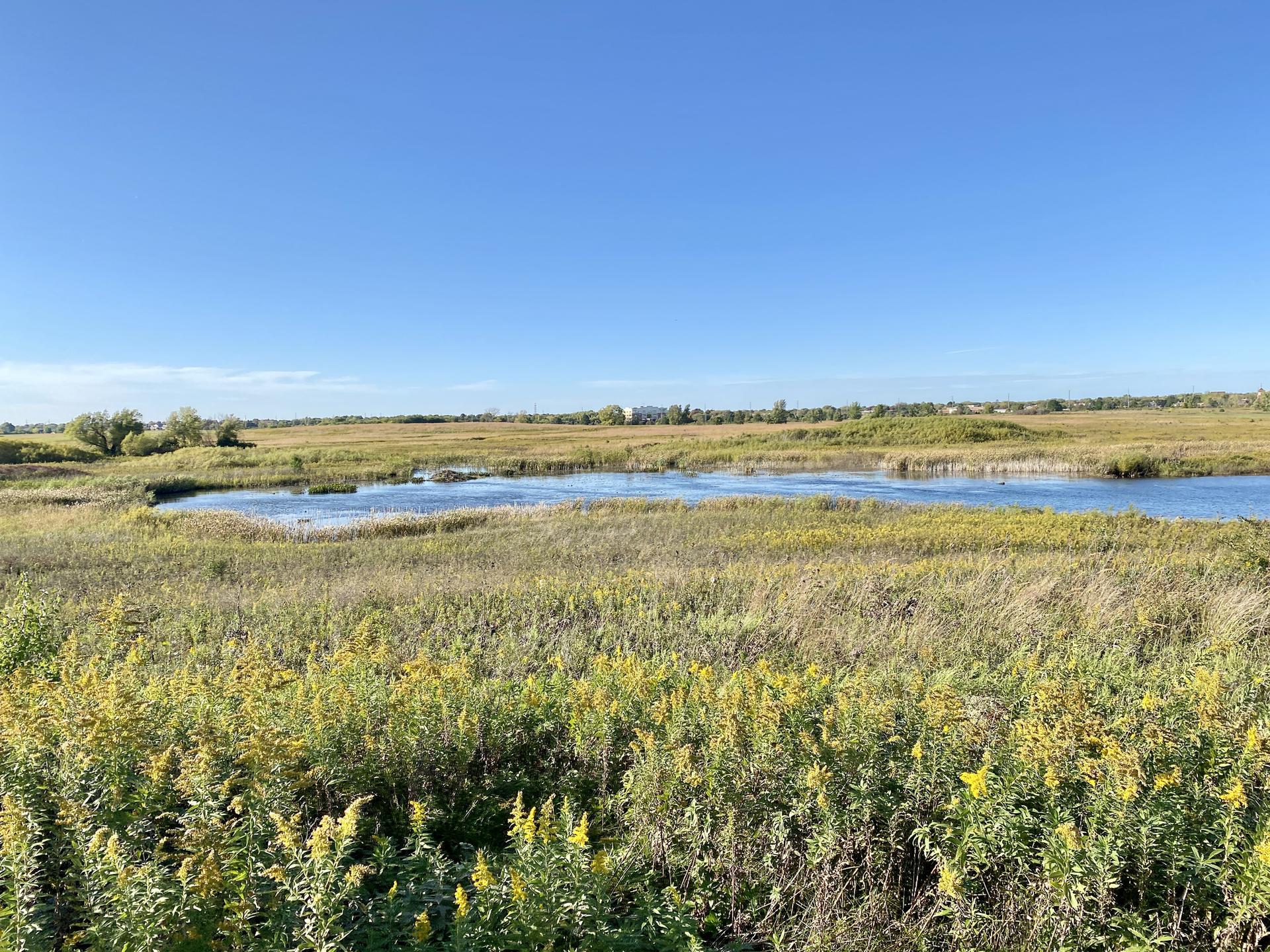 Bright sunny day over a wetland with a pond surrounded by tall grasses.