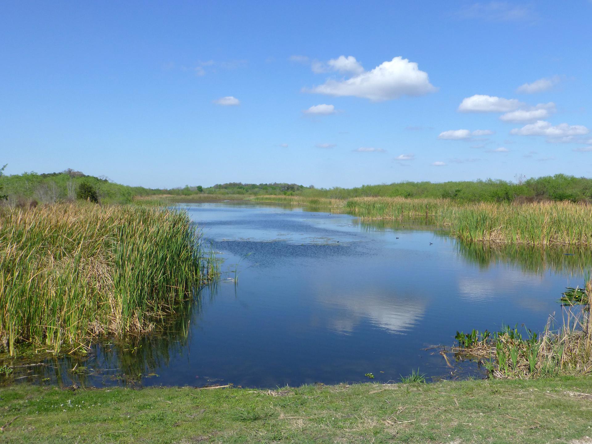 A sunny wetland with calm water, tall green reeds, and a blue sky.