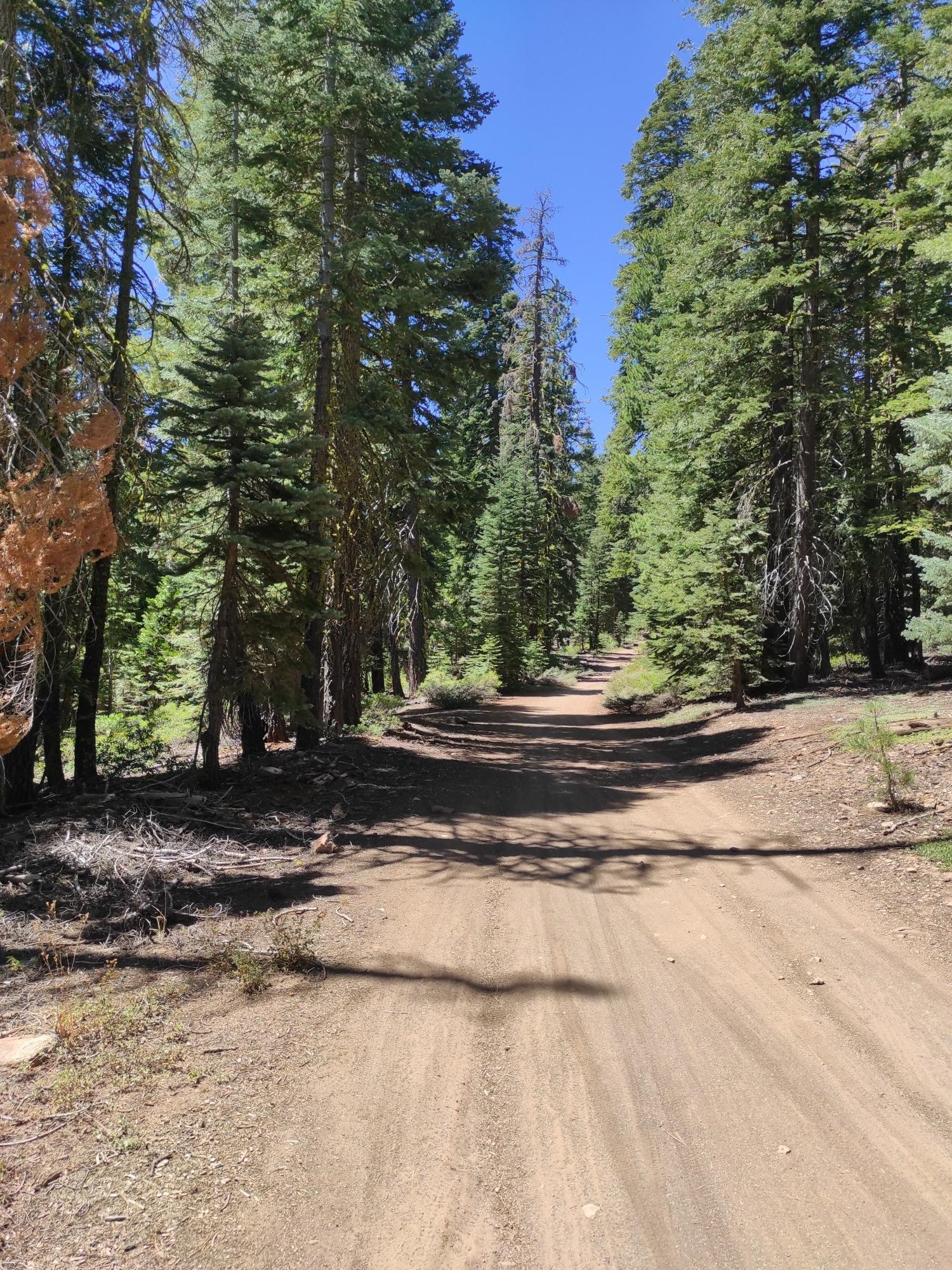 A sunlit dirt road winds through a dense forest of tall evergreen trees.