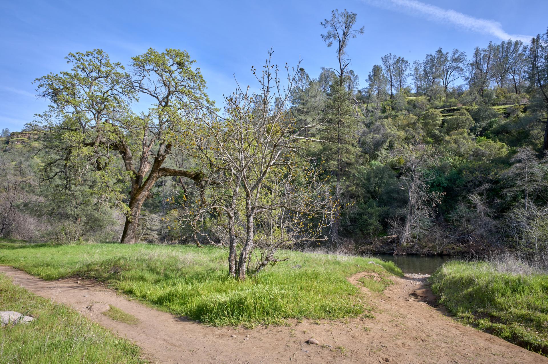 Dirt paths converge near a calm stream surrounded by green trees and grass.