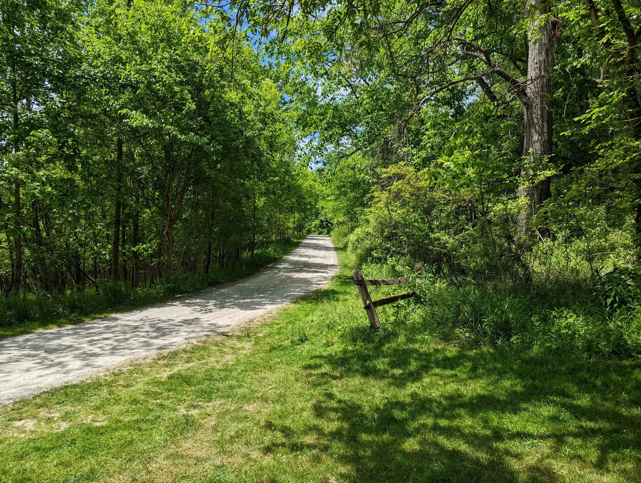 A sunny dirt path winds through dense green woods with a wooden bench. - Firelane Trail loop from Tree of Life Or L'Simcha Congregation