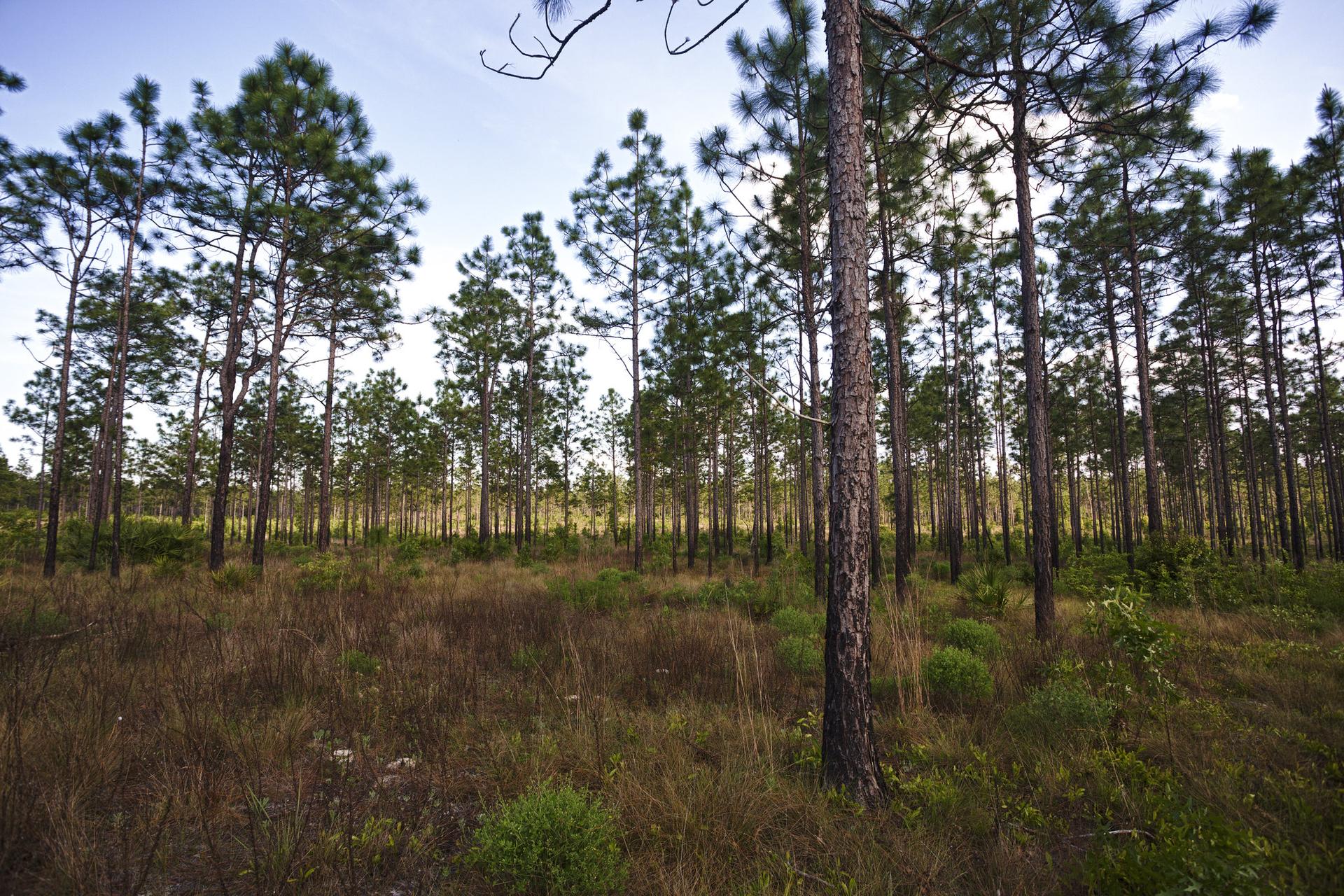 Dense pine forest with tall trees and grassy undergrowth under a bright sky.