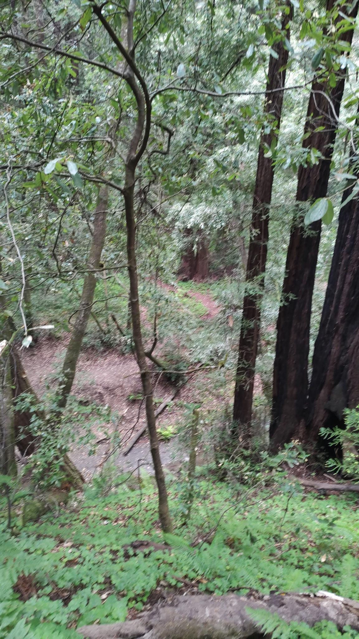 Lush green forest with a small stream and dense trees.