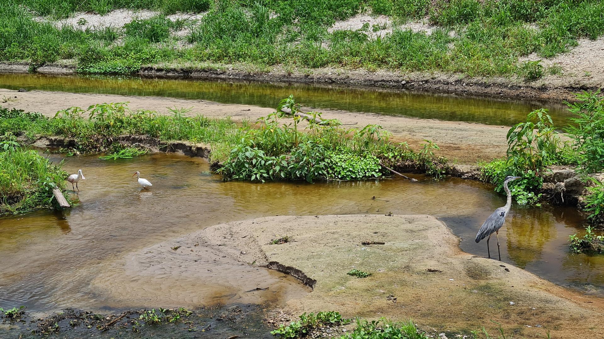 Three wading birds stand in a shallow, sandy stream with green banks on a sunny day.