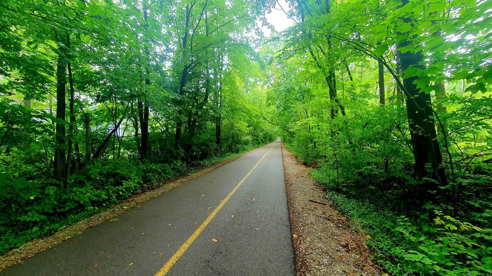 Paved path with yellow line through a vibrant green forest tunnel. Bright daylight.