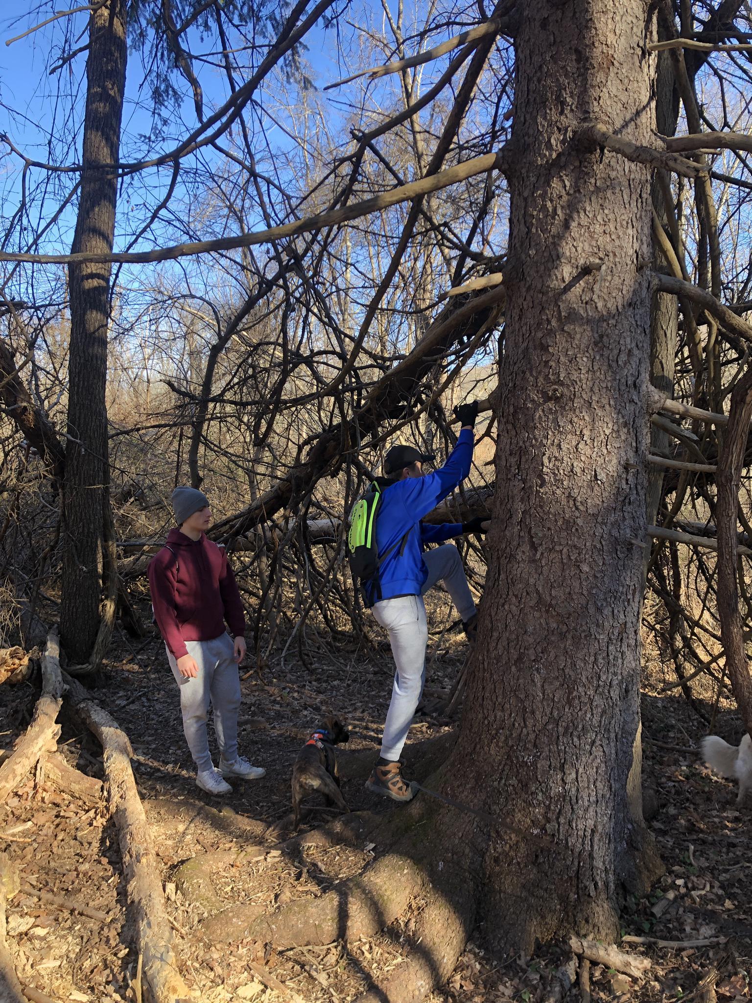 Two people in a sunny forest, one climbing a large tree.