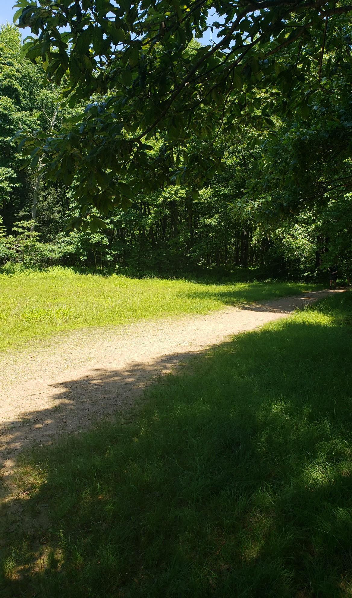 A sunlit dirt path curves through a grassy field bordered by dense trees.