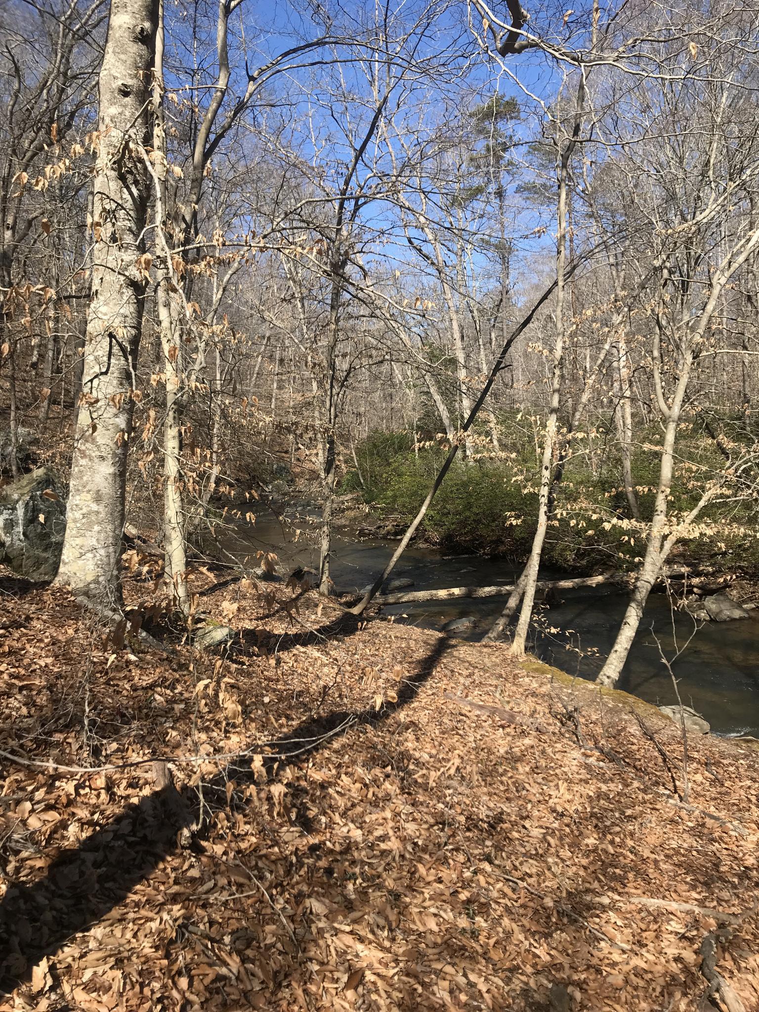 Bright forest with a stream, bare trees, and sunlit brown leaves.
