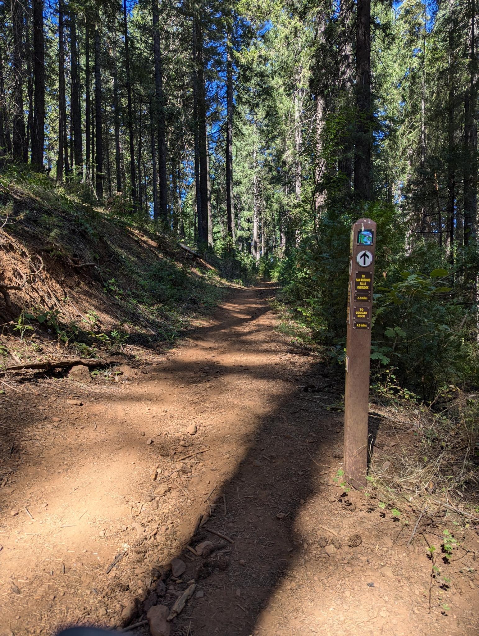 Sunlit dirt trail winding through a dense forest with a wooden signpost.