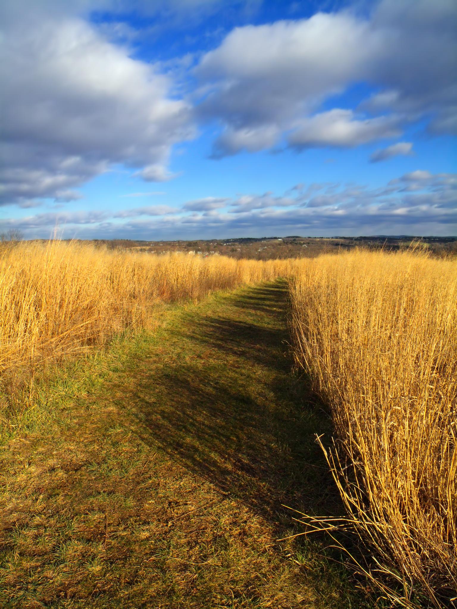 Sunny path through golden tall grass with long shadows under a cloudy sky.