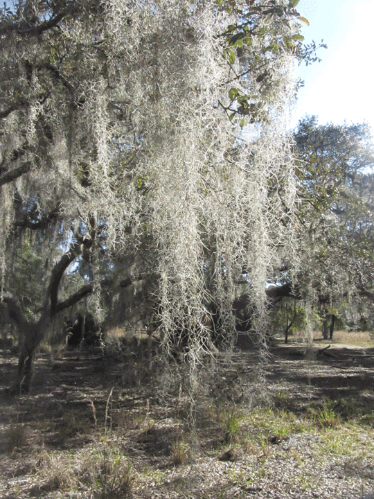 Close-up of a tree heavily draped in long, flowing Spanish moss in sunlight.