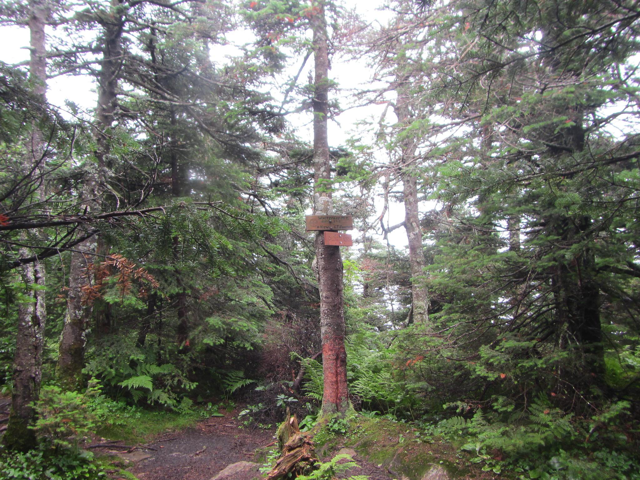 Wooden trail signs on a tree in a dense, green evergreen forest.