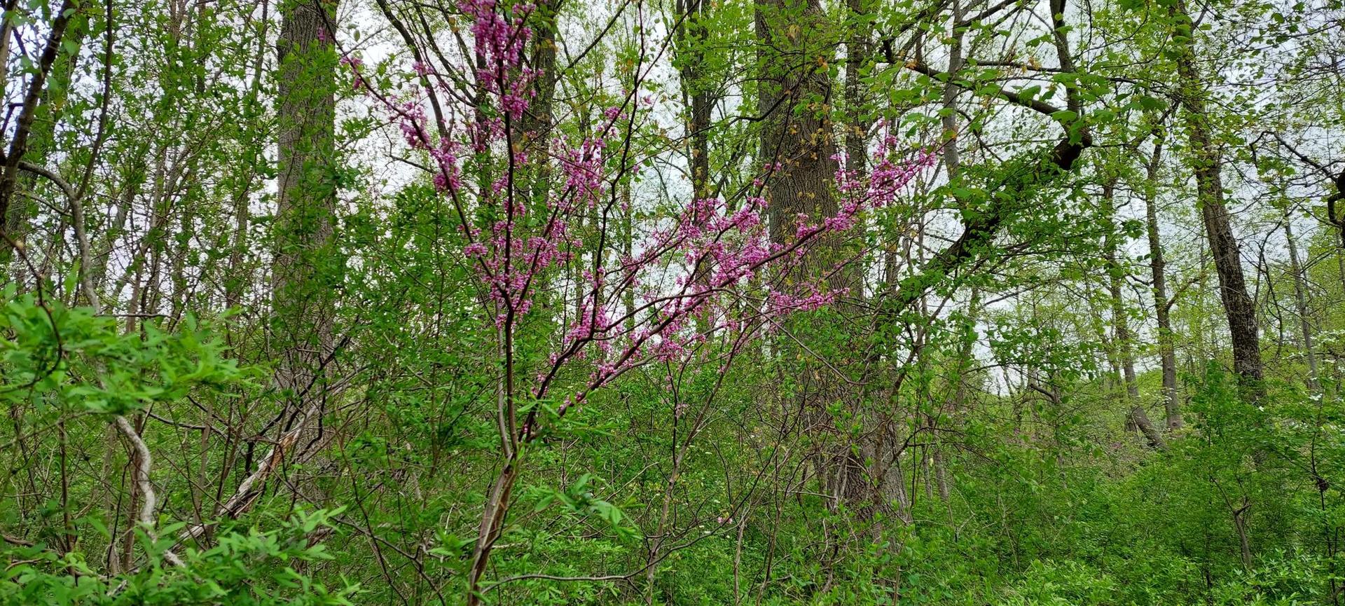 A vibrant pink flowering tree stands amidst lush green forest foliage.