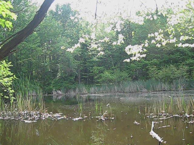 A tranquil pond with lush green trees and white blossoms under bright light.