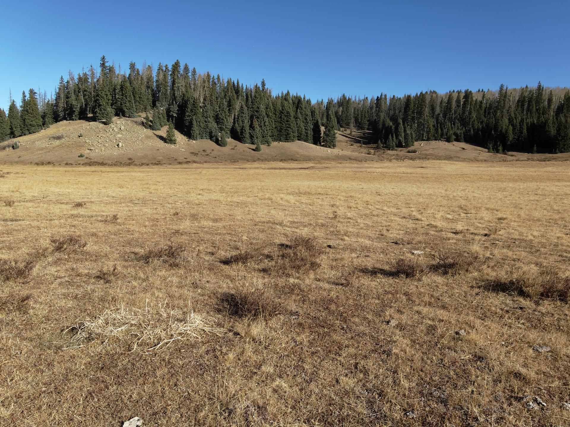 A wide, golden grassy field stretches towards distant tree-covered hills under a clear sky.