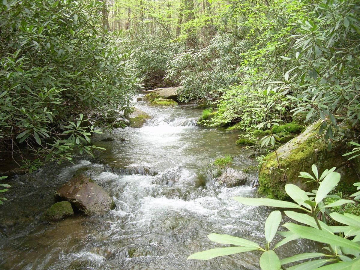 A clear stream flows over rocks through a lush green forest.