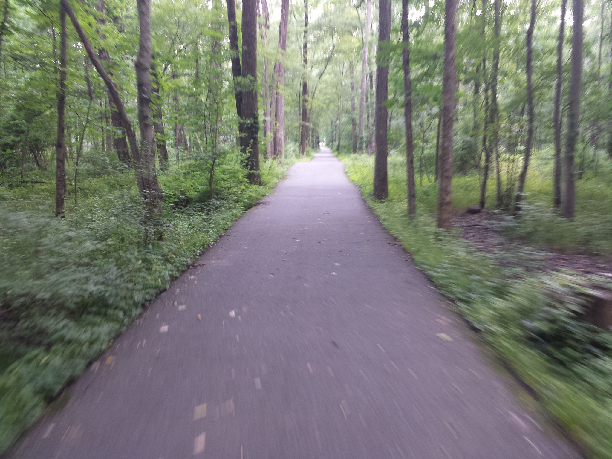A paved path through a green forest, blurred from motion. - Patriots' Path