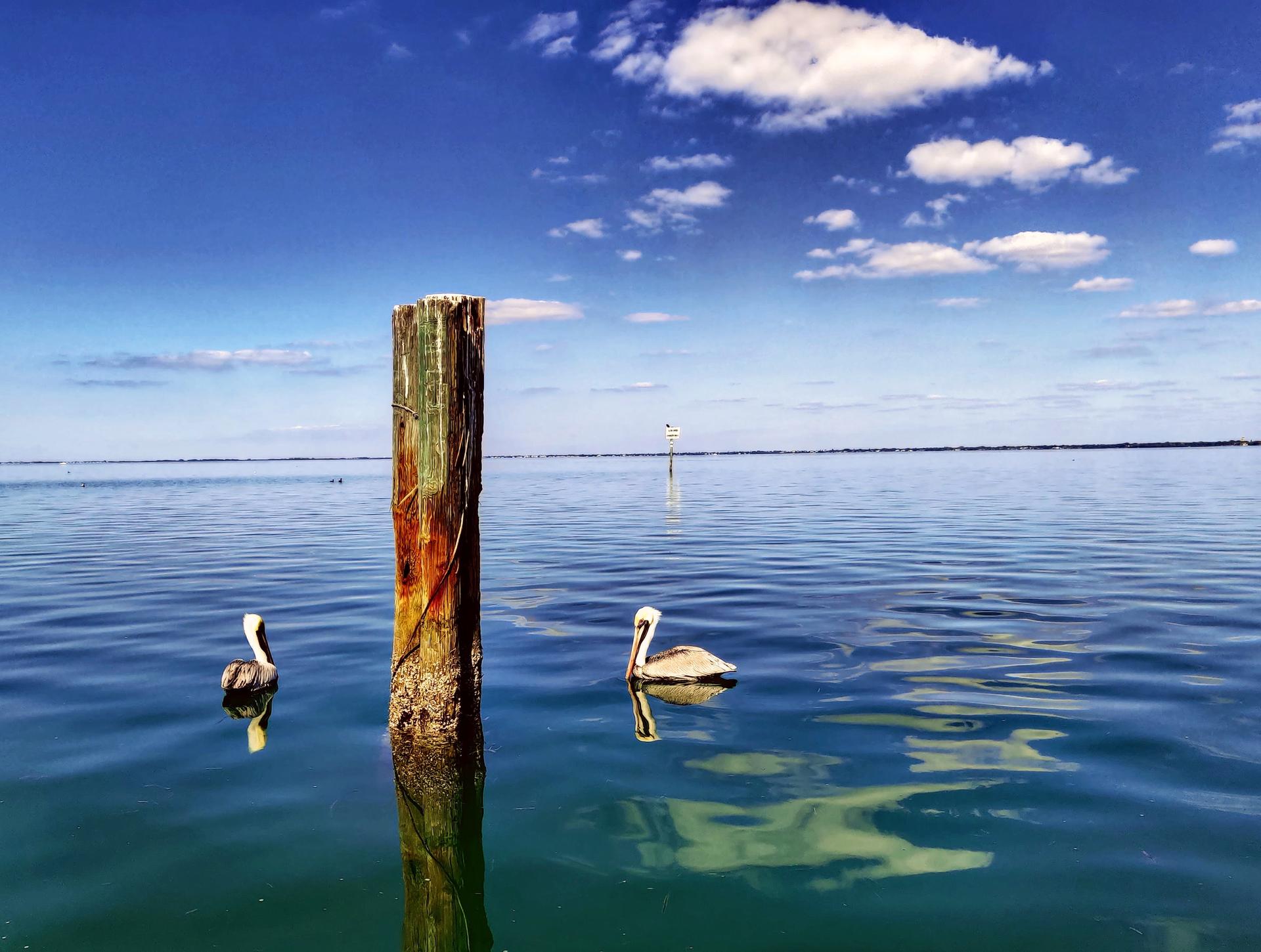 Two pelicans swim near a weathered wooden post in calm blue water.