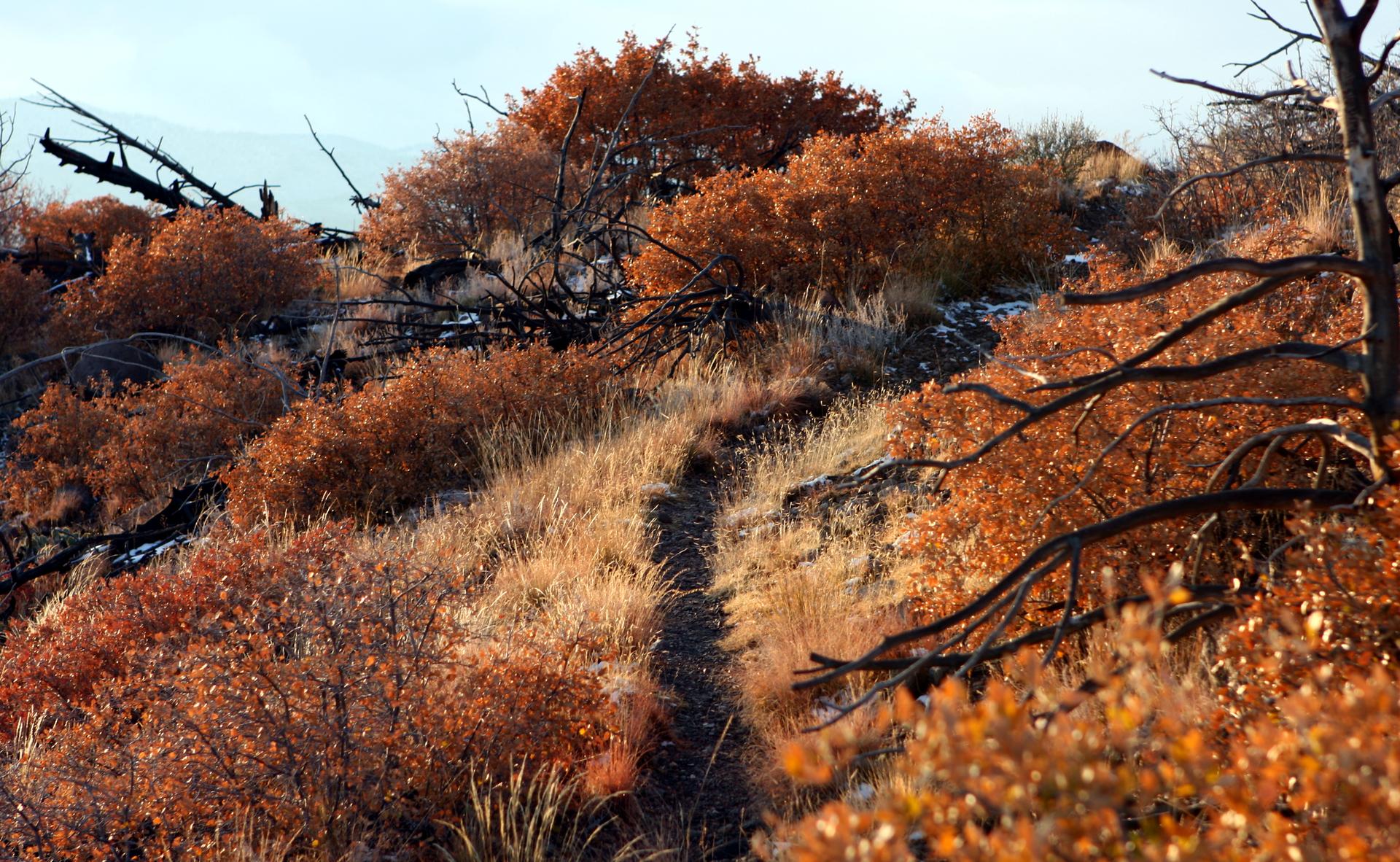 A winding dirt path through vibrant orange and brown autumn foliage.
