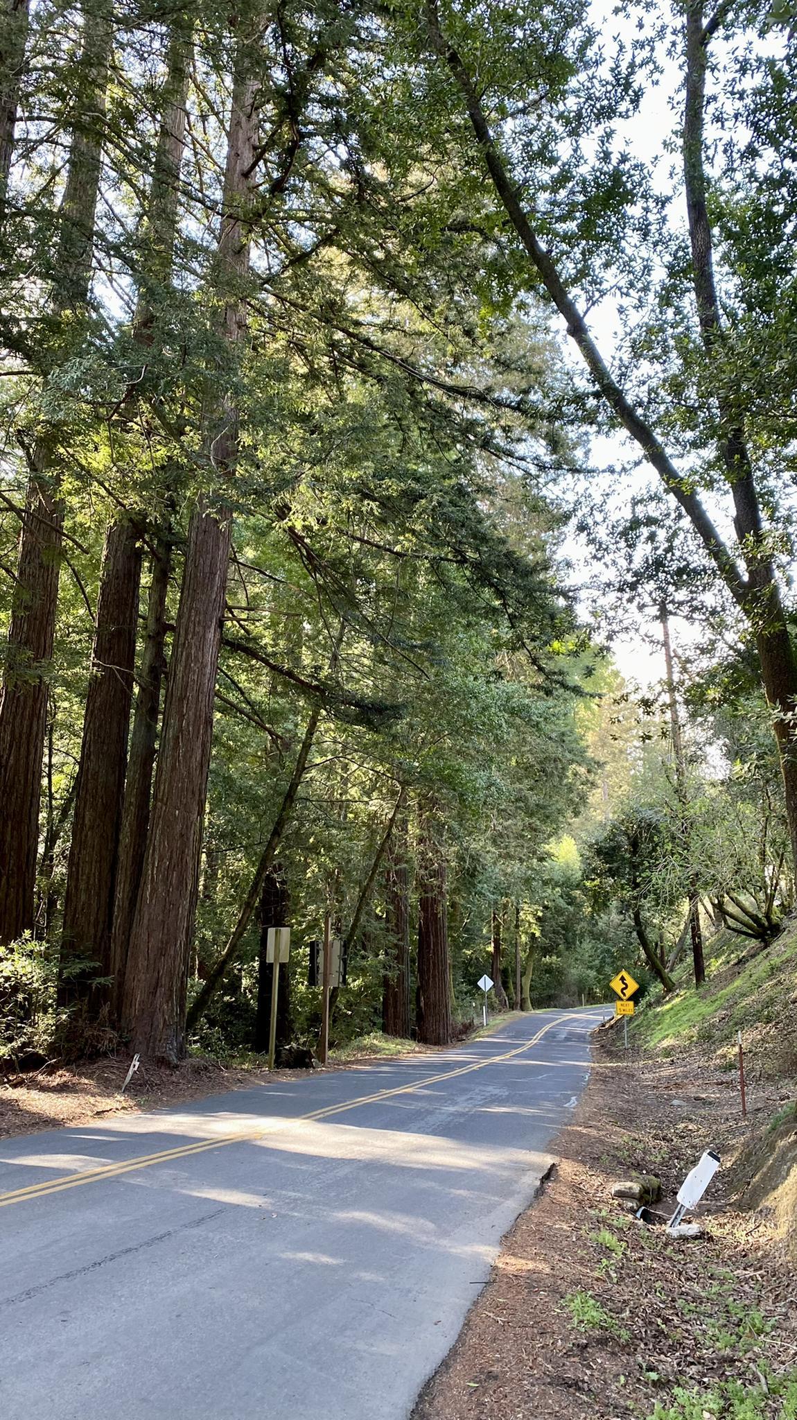 Paved road winding through a dense forest with dappled sunlight.
