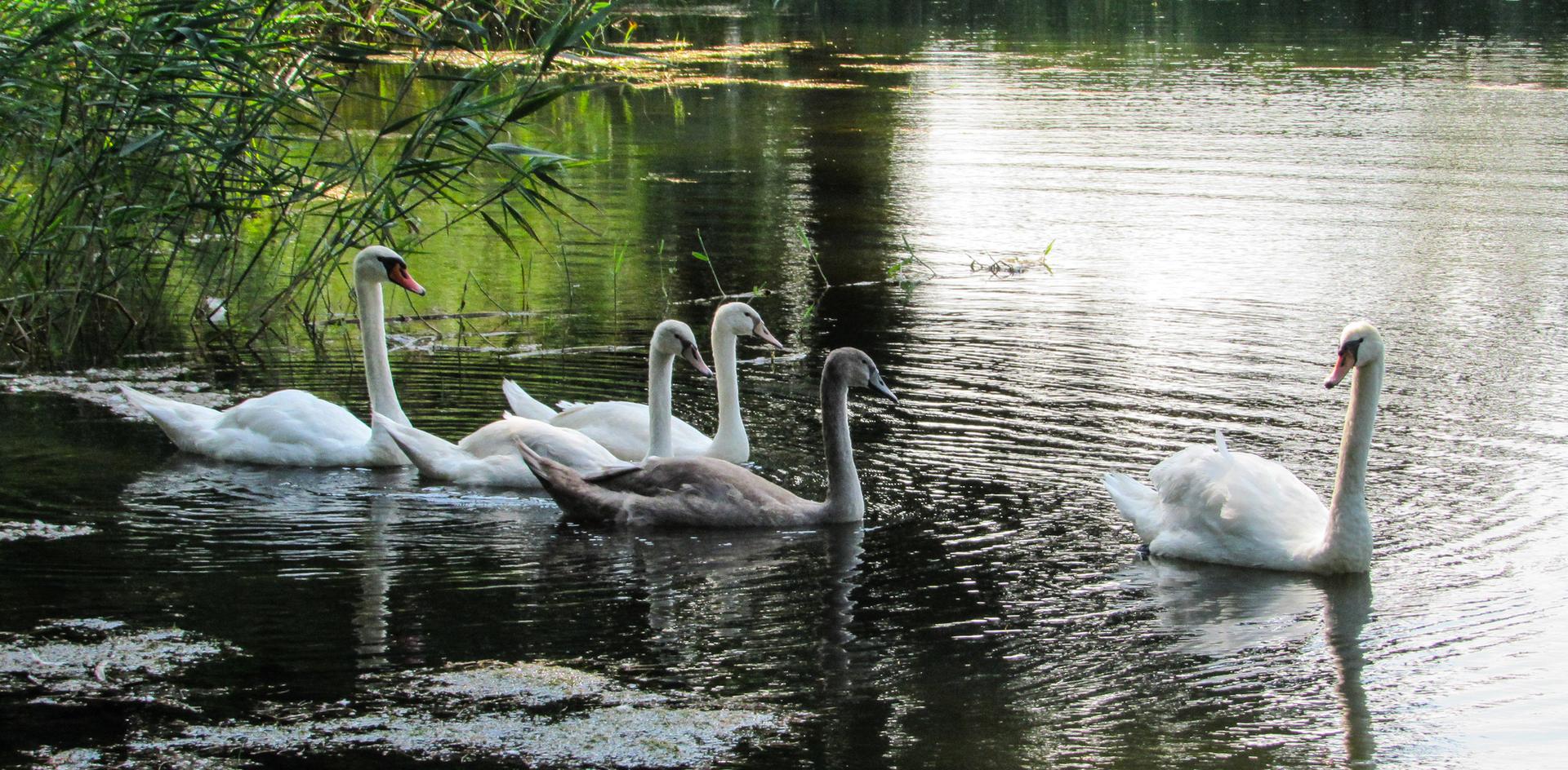 Five swans, including cygnets, swim in calm water near green reeds.